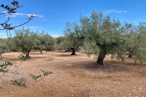 Finca i El Perello, Tarragona, El Perello - € 77.000 | Ref: Finca Manu Ampo - foto 24